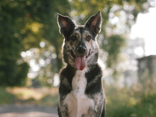 HERMANN, Hund, Mischlingshund in Raddestorf - Bild 5