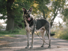 HERMANN, Hund, Mischlingshund in Raddestorf - Bild 6