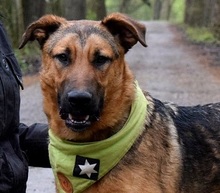 ANDREAS, Hund, Deutscher Schäferhund-Mix in Slowakische Republik - Bild 1