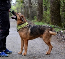 ANDREAS, Hund, Deutscher Schäferhund-Mix in Slowakische Republik - Bild 10