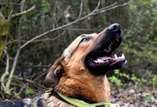 ANDREAS, Hund, Deutscher Schäferhund-Mix in Slowakische Republik - Bild 2