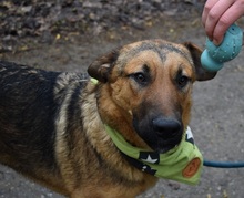 ANDREAS, Hund, Deutscher Schäferhund-Mix in Slowakische Republik - Bild 3