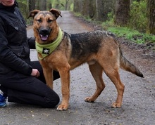 ANDREAS, Hund, Deutscher Schäferhund-Mix in Slowakische Republik - Bild 4