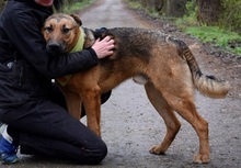 ANDREAS, Hund, Deutscher Schäferhund-Mix in Slowakische Republik - Bild 5