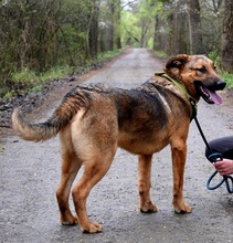 ANDREAS, Hund, Deutscher Schäferhund-Mix in Slowakische Republik - Bild 6