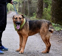 ANDREAS, Hund, Deutscher Schäferhund-Mix in Slowakische Republik - Bild 7