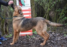 ANDREAS, Hund, Deutscher Schäferhund-Mix in Slowakische Republik - Bild 8