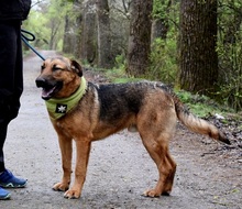 ANDREAS, Hund, Deutscher Schäferhund-Mix in Slowakische Republik - Bild 9