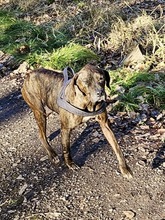 JADVIGA, Hund, Jagdhund-Mix in Saarbrücken - Bild 11