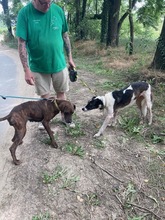 JADVIGA, Hund, Jagdhund-Mix in Saarbrücken - Bild 2