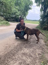 JADVIGA, Hund, Jagdhund-Mix in Saarbrücken - Bild 3