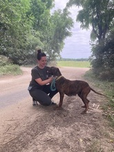 JADVIGA, Hund, Jagdhund-Mix in Saarbrücken - Bild 5