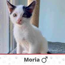 MOIRA, Katze, Europäisch Kurzhaar in Bulgarien