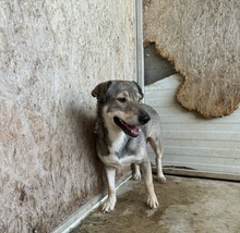 NICO, Hund, Mischlingshund in Ungarn - Bild 11