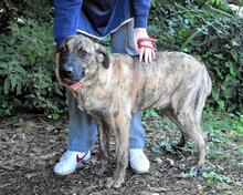 ADELENE, Hund, Mischlingshund in Italien - Bild 18