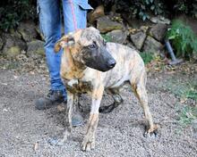 ADELENE, Hund, Mischlingshund in Italien - Bild 19