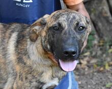 ADELENE, Hund, Mischlingshund in Italien - Bild 20