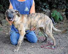 ADELENE, Hund, Mischlingshund in Italien - Bild 22