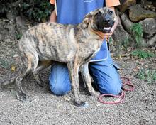 ADELENE, Hund, Mischlingshund in Italien - Bild 23