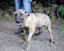 ADELENE, Hund, Mischlingshund in Italien - Bild 24