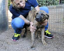 ADELENE, Hund, Mischlingshund in Italien - Bild 25