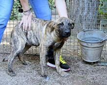 ADELENE, Hund, Mischlingshund in Italien - Bild 26