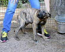 ADELENE, Hund, Mischlingshund in Italien - Bild 27