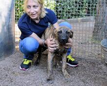 ADELENE, Hund, Mischlingshund in Italien - Bild 28