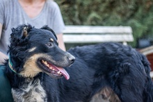 BRUNO, Hund, Mischlingshund in Ungarn - Bild 4