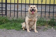 PALINO, Hund, Mischlingshund in Slowakische Republik - Bild 3