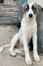 ANTOYA, Hund, Mischlingshund in Griechenland - Bild 4