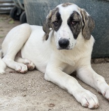 ANTOYA, Hund, Mischlingshund in Griechenland - Bild 5