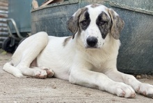 ANTOYA, Hund, Mischlingshund in Griechenland - Bild 6