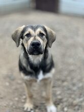 ROBBY, Hund, Mischlingshund in Rumänien - Bild 1