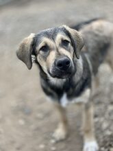 ROBBY, Hund, Mischlingshund in Rumänien - Bild 2