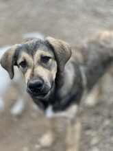 ROBBY, Hund, Mischlingshund in Rumänien - Bild 3