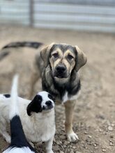 ROBBY, Hund, Mischlingshund in Rumänien - Bild 4