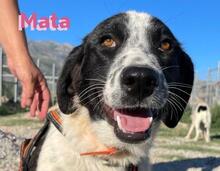 MATA, Hund, Landseer-Mix in Griechenland - Bild 1