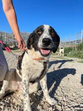 MATA, Hund, Landseer-Mix in Griechenland - Bild 3