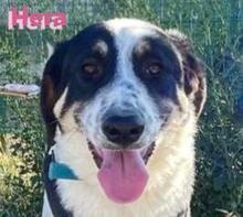 HERA, Hund, Landseer-Mix in Griechenland - Bild 1