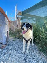 HERA, Hund, Landseer-Mix in Griechenland - Bild 3