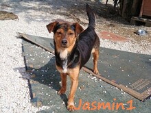 JASMIN1, Hund, Mischlingshund in Griechenland - Bild 1