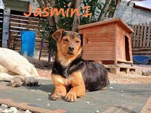 JASMIN1, Hund, Mischlingshund in Griechenland - Bild 2