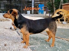 JASMIN1, Hund, Mischlingshund in Griechenland - Bild 5