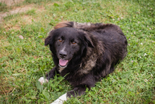 FRIEDA, Hund, Mischlingshund in Kroatien - Bild 1