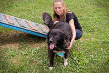 FRIEDA, Hund, Mischlingshund in Kroatien - Bild 3
