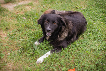 FRIEDA, Hund, Mischlingshund in Kroatien - Bild 5
