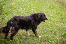 FRIEDA, Hund, Mischlingshund in Kroatien - Bild 6