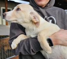 RASTA, Hund, Mischlingshund in Italien - Bild 3