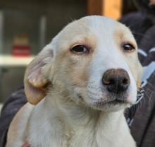 RASTA, Hund, Mischlingshund in Italien - Bild 4